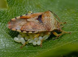 Attēlu rezultāti vaicājumam “Elasmucha grisea”