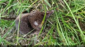 Attēlu rezultāti vaicājumam “Sorex sp.”