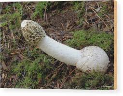 Attēlu rezultāti vaicājumam “Phallus impudicus”
