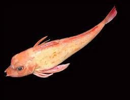 Image result for Chelidonichthys cuculus