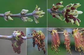 Attēlu rezultāti vaicājumam “Acer negundo bud”