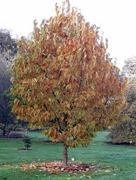 Attēlu rezultāti vaicājumam “Magnolia kobus”