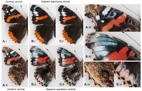 Attēlu rezultāti vaicājumam “Vanessa atalanta upperside”