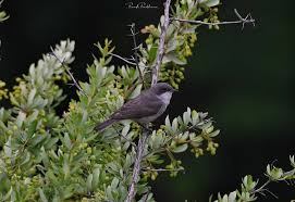 Attēlu rezultāti vaicājumam “Sylvia curruca adult”