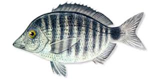 Image result for Diplodus puntazzo