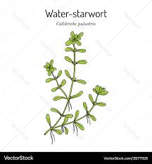 Attēlu rezultāti vaicājumam “Callitriche verna”