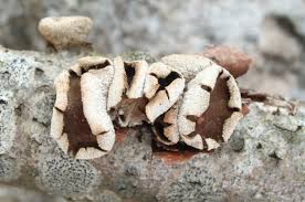 Attēlu rezultāti vaicājumam “Encoelia furfuracea”