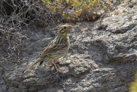 Image result for Emberiza cirlus