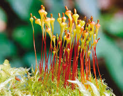 Attēlu rezultāti vaicājumam “Splachnum ampullaceum sporophyte”
