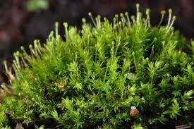 Attēlu rezultāti vaicājumam “Aulacomnium androgynum”