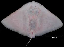 Image result for Gymnura micrura