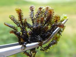 Attēlu rezultāti vaicājumam “Scapania undulata”