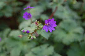Attēlu rezultāti vaicājumam “Geranium pyrenaicum flower”