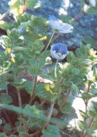Attēlu rezultāti vaicājumam “Veronica filiformis flower”