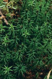 Attēlu rezultāti vaicājumam “Pogonatum dentatum macro”