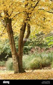 Attēlu rezultāti vaicājumam “Betula alleghaniensis”