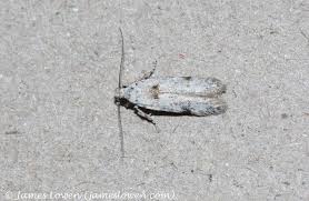 Attēlu rezultāti vaicājumam “Carpatolechia alburnella”