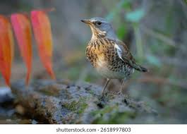 Image result for Turdus pilaris