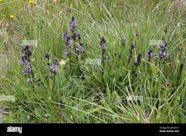 Attēlu rezultāti vaicājumam “Swertia perennis leaf”