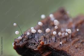 Attēlu rezultāti vaicājumam “Comatricha nigra”