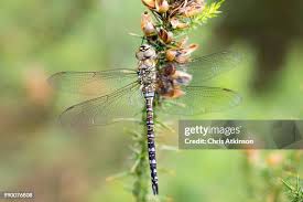 Attēlu rezultāti vaicājumam “Aeshna mixta female”