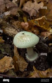 Attēlu rezultāti vaicājumam “Amanita citrina”