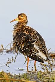 Attēlu rezultāti vaicājumam “Philomachus pugnax”