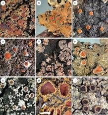 Attēlu rezultāti vaicājumam “Parmeliella triptophylla”