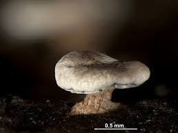 Attēlu rezultāti vaicājumam “Diderma hemisphaericum”