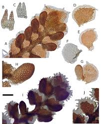 Attēlu rezultāti vaicājumam “Frullania fragilifolia”