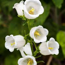 Image result for Campanula medium