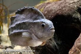 Image result for Cyclopterus lumpus