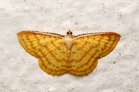 Attēlu rezultāti vaicājumam “Zygaena filipendulae exuvia”