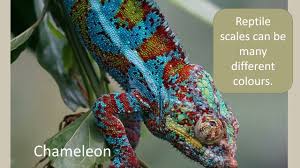 Image result for reptile scales