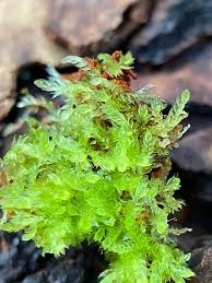 Attēlu rezultāti vaicājumam “Cephalozia connivens”