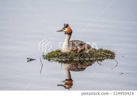 Attēlu rezultāti vaicājumam “Podiceps cristatus nest”