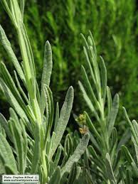 Attēlu rezultāti vaicājumam “Lavandula angustifolia leaf”