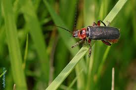 Attēlu rezultāti vaicājumam “Cantharis rustica imago”