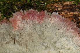 Attēlu rezultāti vaicājumam “Athelia arachnoidea”