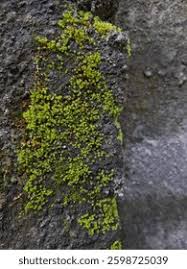 Attēlu rezultāti vaicājumam “Orthotrichum speciosum sporophyte”