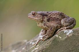 Attēlu rezultāti vaicājumam “Bufo bufo”