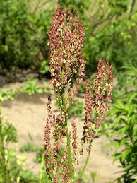 Image result for Sauerampfer