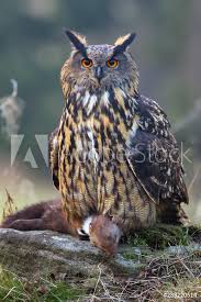 Attēlu rezultāti vaicājumam “Bubo bubo”