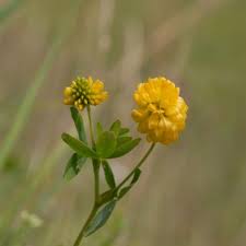 Attēlu rezultāti vaicājumam “Trifolium aureum flower”