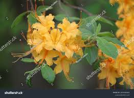 Attēlu rezultāti vaicājumam “Rhododendron calendulaceum”