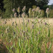 Attēlu rezultāti vaicājumam “Dipsacaceae”