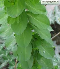 Attēlu rezultāti vaicājumam “Euphorbia helioscopia leaf”