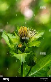 Attēlu rezultāti vaicājumam “Cirsium oleraceum”