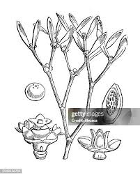 Attēlu rezultāti vaicājumam “Viscum album female flower”