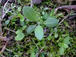 Attēlu rezultāti vaicājumam “Arabis glabra”